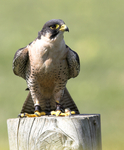 Peregrine   falcon