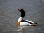 Shelduck