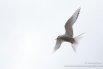 Arctic tern attack