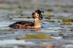 Great Crested Grebe