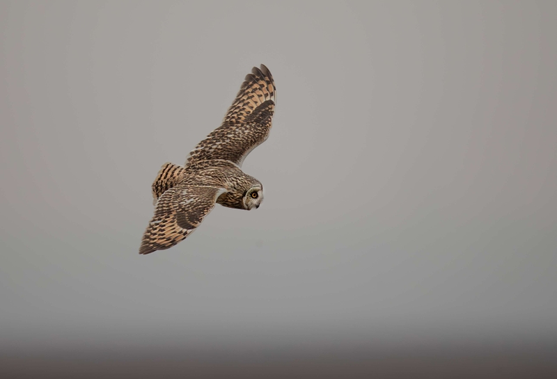 Short Eared Owl