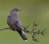 Female Cuckoo