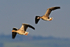 White-fronted Goose in flight with Greylag Goose at Otmoor
