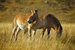 Wildlife portfolio