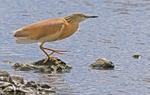 Squacco Heron.