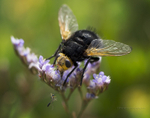 Bee-Fly