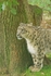 Ranschan - Snow Leopard