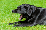 Black Labrador_0308