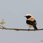 Western Black-eared Wheatear (Oenanthe hispanica) M