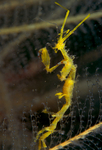 Pseudoprotella phasma