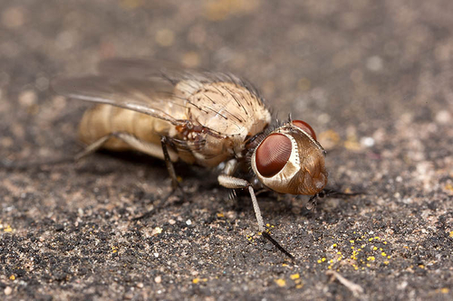 Leucophora fly, close to a large Yellow-legged Mining Bee ([i]Andrena flavipes[/i]) colony. This is a teneral example…