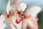 Orchid Cymbidium Lady McAlpine Jersey