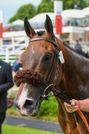 170623-Race 7-The Green Man-1066