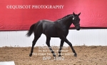 BPP_1882