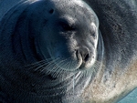 Seal 03 063