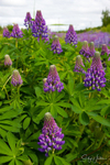 Alaskan Lupines 8
