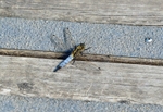 Black-tailed Skimmer