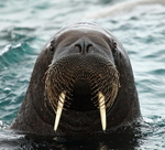 Walrus 5
