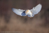 Barn Owl (Tyto Alba) hovering