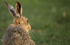 Brown Hare (Sunrise) ref bh 5