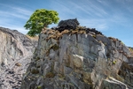 Lone tree, Dinorwic Quarry (2)