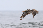 Peruvian Pelican flying wings down, near Chanaral Island, Chile