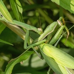 Praying Mantis (Mantis religiosa) gravid female devouring another gravid female