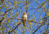 Tree Pipit