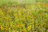JULY MEADOW #2 - NORFOLK  COUNTY