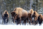 Bison group approaches cautiously, Yellowstone National Park, Wyoming