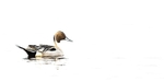 High Key Pintail