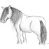 Highland pony
