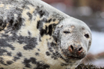 Grey Seal close-up, Isles of Scilly