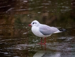 Black-headed Gull