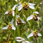 Bee Orchid (Ophrys apifera) showing opportunistic spider ready to trap insect visitors