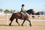 Class 304 - Ridden part Bred Horse Pony portfolio