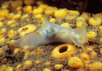 Polycera faroensis