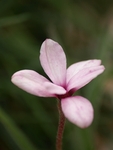 Petals