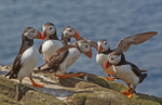 Puffin - Fratercula arctica