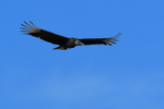 Black Vulture in flight, Chagres River, Panama