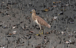 Pon Heron
