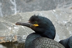 Shag
