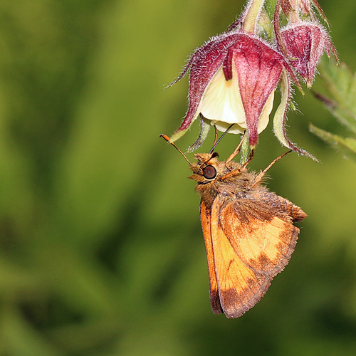 A Hobomok Skipper nectaring on Chocolate Root.