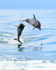 Two Spotted Dolphins jumping in the Gulf of Dulce
