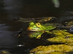 Edible Frog