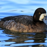 Scaup