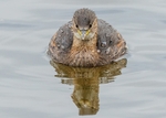 Little Grebe portfolio