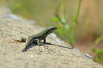Common Wall Lizard