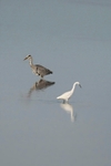 Grey Heron and Little Egret,County Louth