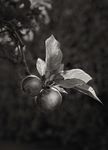 Black and White Photograph of Apples